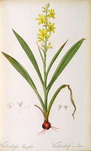 Wachendorfia Thyrsiflora, fra 