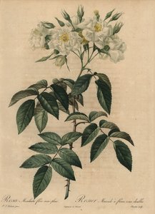 Hvit moskusrose, Rosa moschata av Pierre Joseph Redouté