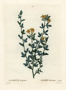Vill eller gul Jasmin, Jasminum fruticans. Håndfarget stiplegravering av frøken Brenet etter en illustrasjon av Pierre-Joseph Redoute fra Henri Louis Duhamel du Moncels Treat des Arbres et Shrustes, Paris av Pierre Joseph Redouté