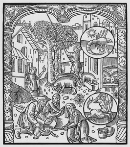 november, drepe grisen og høste eikenøtter, Scorpio, illustrasjon fra 