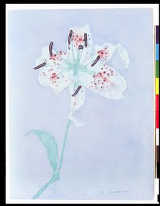 Lily, etter 1921 (akvarell og blyant) av Piet Mondrian