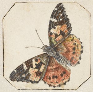 Tistel sommerfugl (Vanessa cardui) av Pieter Barbiers (possibly)