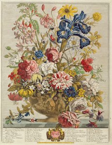 juni, fra "Twelve Months of Flowers" av Robert Furber (ca. 1674-1756) gravert av Henry Fletcher (fargegravering)