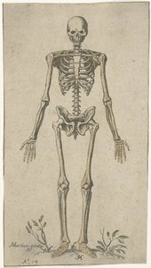 Hannskjelett, sett forfra Anatomiske studier (serietittel)