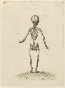 Skjelett, sett bakfra Anatomiske studier (serietittel)