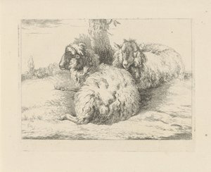liggende sauer Sauer og geiter (serietittel)