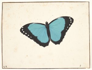 En eksotisk dagsommerfugl av Pieter Holsteijn