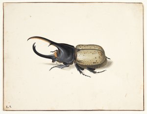 I herkulesbille (dynastes hercules) av Pieter Holsteijn
