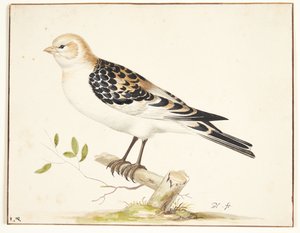 I snespurv (plectrophenax nivalis) av Pieter Holsteijn