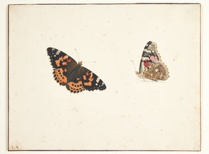 To studier av en tistel (vanessa cardui l.) av Pieter Holsteijn