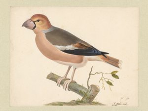 Eplefink av Pieter Holsteyn (I)