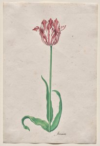 Studie av en tulipan (Anvaers) av Pieter Holsteyn II