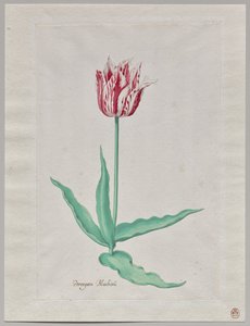 Studie av en tulipan (Perregoen Machieu) av Pieter Holsteyn II