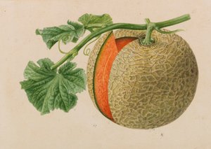 Originaler fra hagebruk og arboriculture publikasjoner, 1878-1881. av Pieter Joseph de Pannemaeker