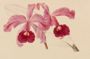 Originaler fra hagebruks- og træbrukspublikasjoner, 1878-1881. av Pieter Joseph de Pannemaeker