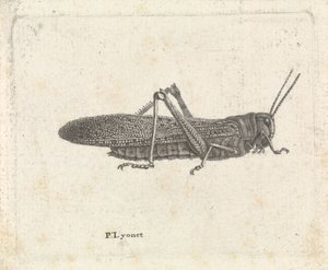 Gresshoppe av Pieter Lyonet