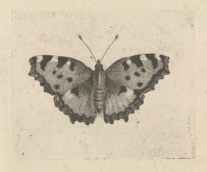 Sommerfugl av Pieter Lyonet