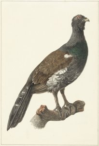 Auerhaan