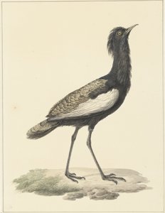Bardatrap (Eupadatis bengalensis / Haubropsis bengalensis)