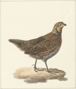 Bobwhite (Colinus virginianus)