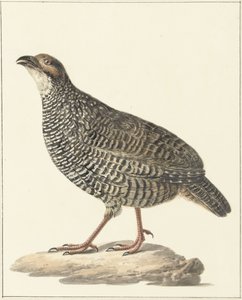 Kinesisk francolin (Excalfactoria chinensis)