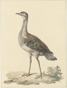 Denhams trap (Neotis denhami)