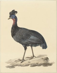 Kreft perlehøne