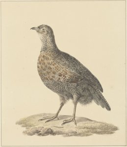 rapphøne (?)