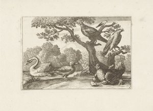 Kip med kuikens og andre fugler Forskjellige fugler (serietittel) De mest perfekte figurene til forskjellige fugler (...) (serietittel) av Pieter Schenk (I) (attributed to)