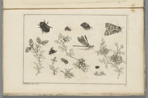 Blomstergrener med insekter Kinesiske blomster og insekter (serietittel) av Pieter Schenk (II)