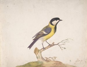 En stormeis Parus major satt på en gren, 1670-93.