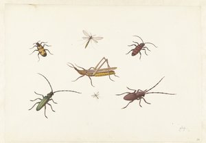 Et ark med syv forskjellige insekter Ark med syv forskjellige insekter