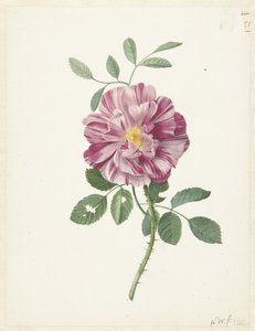 Gallisk rose (Rosa gallica L. 