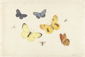 Studieark med fem sommerfugler, en veps og to fluer Ark med fem sommerfugler, en veps og to fluer