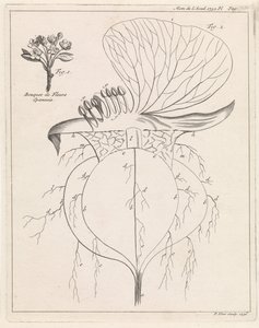 Tverrsnitt av en blomst av Pieter Yver