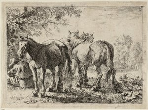  av Pieter van Laer