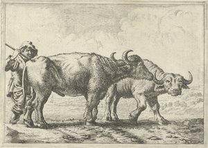  av Pieter van Laer