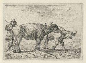  av Pieter van Laer