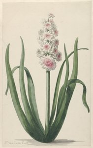 Blomstrende hyasint