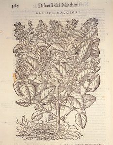 Basilikum (ocymum basilicum), gravering av Pier Andrea Mattioli av Pietro Andrea Mattioli
