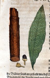 kanel. Gravering - i "" Kreutterbuch Dess høyt lærde og velkjente Mr. D. Petri Andreae Matthioli"" av Pietro Andrea Mattioli (Matthiole) (1500-1577). Frankfurt av Pietro Andrea Mattioli