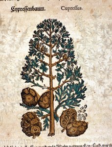 Cyberkjegle. Gravering - i "" Kreutterbuch Dess høyt lærde og velkjente Mr. D. Petri Andreae Matthioli"" av Pietro Andrea Mattioli (Matthiole) (1500-1577). Frankfurt av Pietro Andrea Mattioli