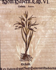 Herbarium: havre. Gravering - i "" Kreutterbuch Dess høyt lærde og velkjente Mr. D. Petri Andreae Matthioli"" av Pietro Andrea Mattioli (Matthiole) av Pietro Andrea Mattioli