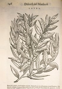 Laurel (Laurus), gravering av Pier Andrea Mattioli