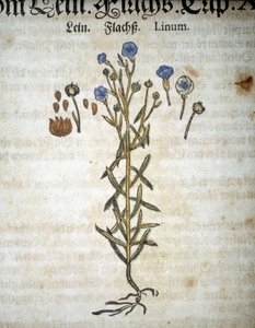 Lin eller Linum - I ""Herbarium Mattioli"". av Pietro Andrea Mattioli