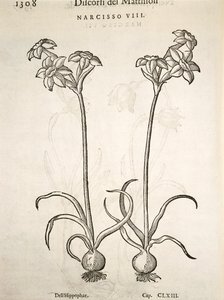 Narcissus, gravering av Pier Andrea Mattioli