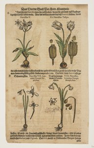 Narcissus, fra kommentarer til de seks bøkene til Pedaci Dioscorides