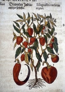 Tre varianter av paprika eller skjegg - I ""Herbier Mattioli"