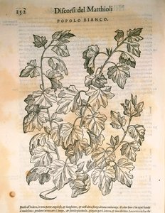 Poppel (Populus), gravering av Pier Andrea Mattioli