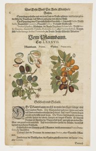Svisker, av Pflaumbaum, fra kommentarer til Dioscorides#39; sexbøker
